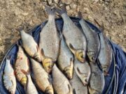 Go & Catch Feeder Team bag up again on Garadice