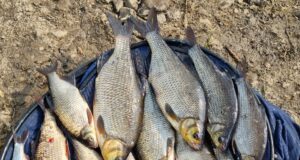 Go & Catch Feeder Team bag up again on Garadice