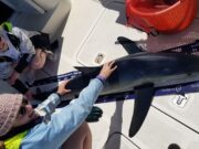 blue shark