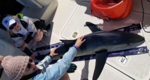 blue shark