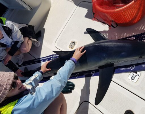 blue shark