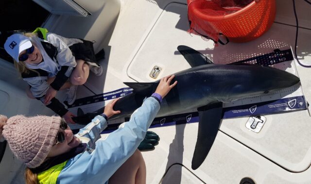 blue shark