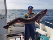 First Blue Shark of the season & some super Ling for anglers on the Silver Dawn