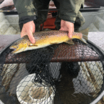 A 2.75 lbs trout caught by Kevin O’Boyle on a Claret Bumble
