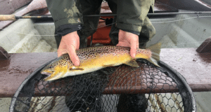 Some nice trout in the 2 to 3 lbs. range caught on Conn but generally a tough week