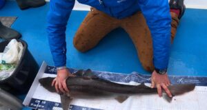 Galway Bay Produces Specimen Spurs