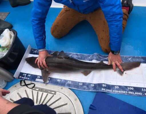 Galway Bay Produces Specimen Spurs