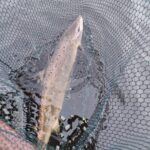 Carrowmore salmon ready for release