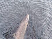 Salmon, sea trout and browns caught on Carrowmore!