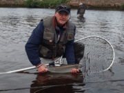 Great week on the Moy with over 300 salmon reported