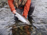 Grilse provide great sport in Galway
