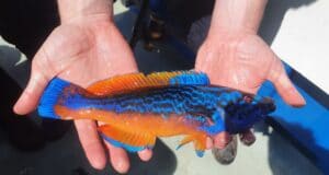Great fishing for charter skippers in the Northwest!