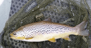 Bright sunshine makes angling difficult on Loughs Conn & Cullin