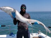 Tope back on the east coast as Wicklow Boats gets a nice haul