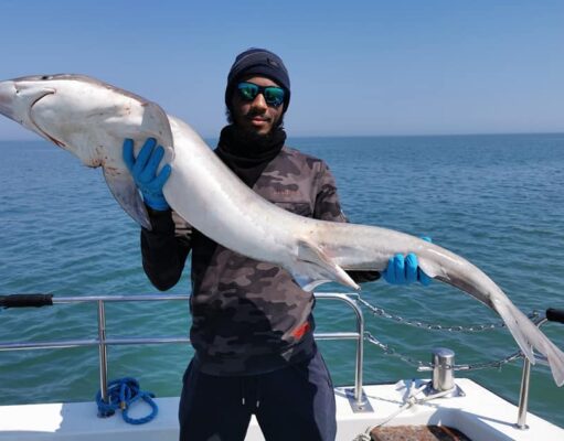 Tope back on the east coast as Wicklow Boats gets a nice haul