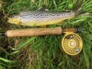 Brown trout