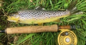 Brown trout