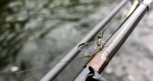 A fly on a fly rod
