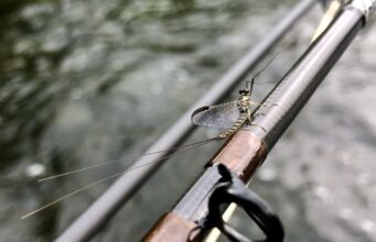 Great fishing on the Nore in huges hatches of fly A fly on a fly rod