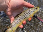 Warm weather see sedges on the Nore, but fish still on nymphs trout