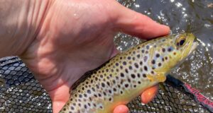 trout