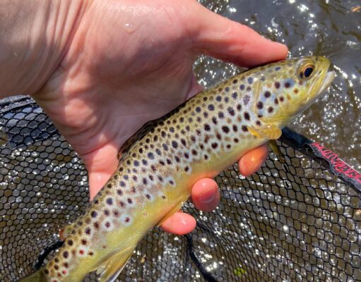 trout