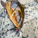 wrasse