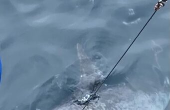 Unusual shark for Kinsale Skipper Mike Walsh