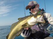 Fly caught pollock and topwater bass in West Cork