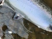 Blackwater salmon