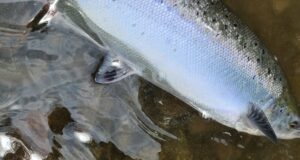 Blackwater salmon