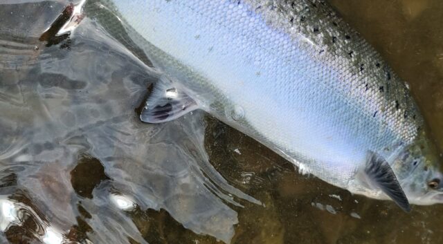 Blackwater salmon