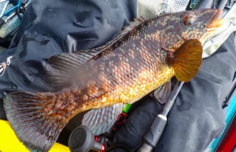 Pollock and wrasse for the West Cork ‘yaks