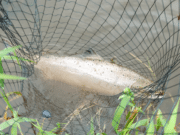 Record week on the Moy