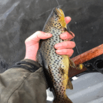 A trout caught by Brendan Murphy on Lough Conn to a Mayfly Stimulator