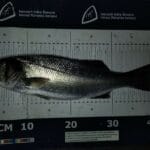Bass