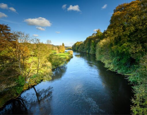 Small grilse and big salmon at bottom of Blackwater Blackwater at Lismore