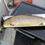 Peter Roche released this 5 lbs. trout caught on Dry Mosley Mayfly in Victoria Bay