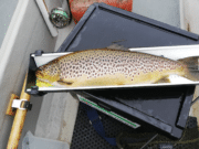 Slow week on Conn & Cullin