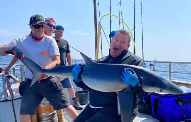 Shark