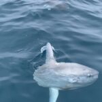 Sunfish