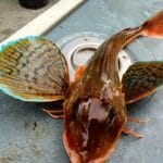 Tub gurnard
