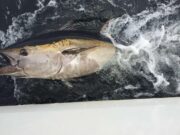 Anglers in Ireland take part in Bluefin Tuna Scientific ‘catch-tag-release’ fishery Bluefin tuna caught, tagged and released on the 2nd of August 2020 in Donegal Bay, Adrian Molloy, authorised tuna skipper.
