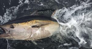 Bluefin tuna caught, tagged and released on the 2nd of August 2020 in Donegal Bay, Adrian Molloy, authorised tuna skipper.