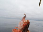 Good sea angling along the northwest coast
