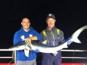 Sharks in the dark on Loch an Iasc Blue shark