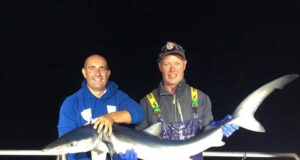 Blue shark