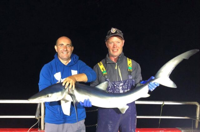 Blue shark