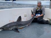 Porbeagle “bycatch” makes up for sixgill no-show!