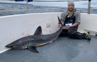 Porbeagle “bycatch” makes up for sixgill no-show!